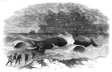 Whale stranded at Winterton, 1857. Creator: Unknown