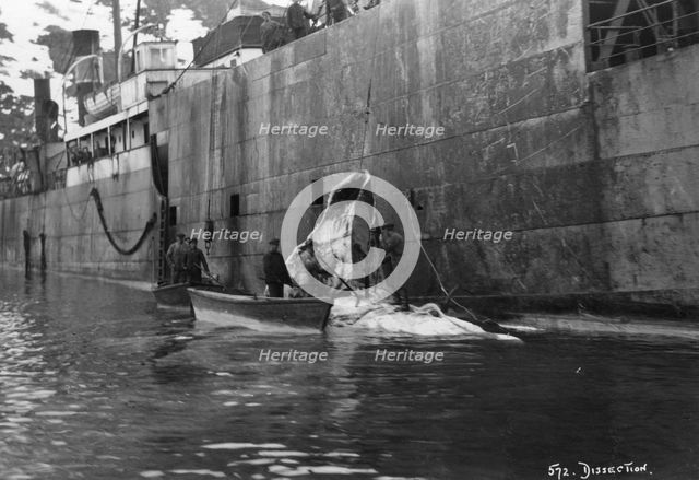 Whaling, Magdalene Bay, Spitzbergen, Norway, 1929. Artist: Unknown