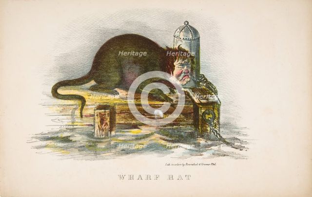 Wharf Rat, from The Comic Natural History of the Human Race, 1851. Creators: Henry Louis Stephens, L. Rosenthal.