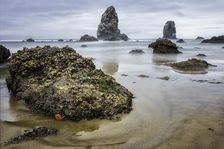 What Does a Starfish Dream Of. Creator: Joshua Johnston