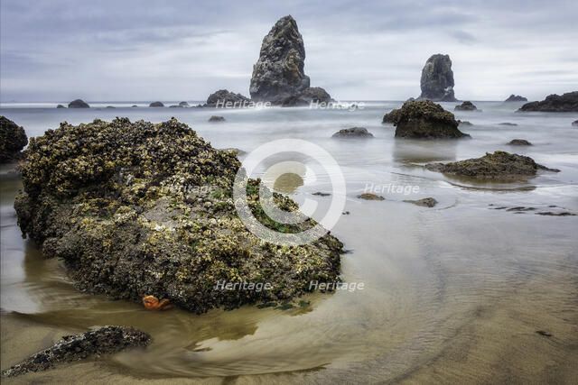 What Does a Starfish Dream Of. Creator: Joshua Johnston.