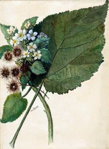 Whau. Hauma. Entelea arborescens, (c1920s). Creator: Fanny Richardson