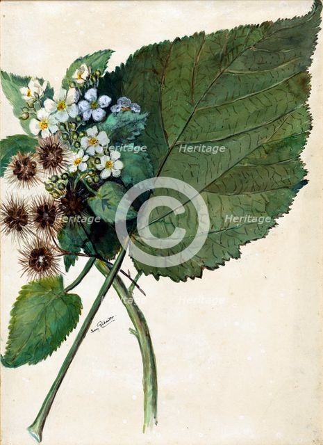 Whau. Hauma. Entelea arborescens, (c1920s). Creator: Fanny Richardson.