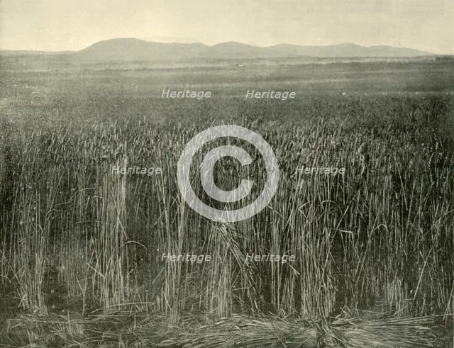 'Wheat Field, Canning Downs, Queensland', 1901. Creator: Unknown.