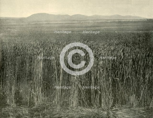 'Wheat Field, Canning Downs, Queensland', 1901. Creator: Unknown.
