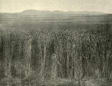 Wheat Field, Canning Downs, Queensland 1901. Creator: Unknown