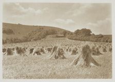 [Wheat]. From the album: Photograph album - England, 1920s. Creator: Harry Moult