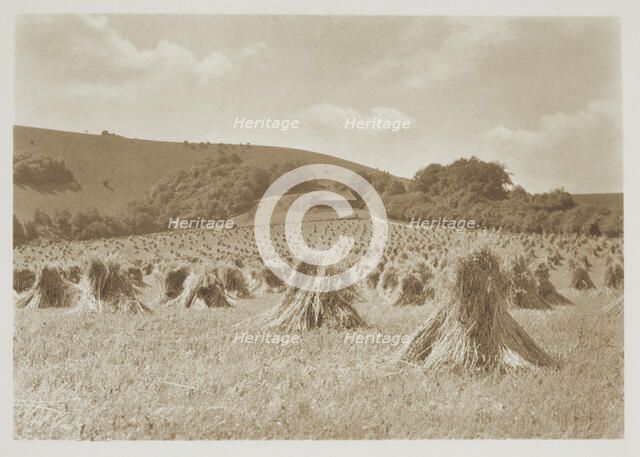 [Wheat]. From the album: Photograph album - England, 1920s. Creator: Harry Moult.