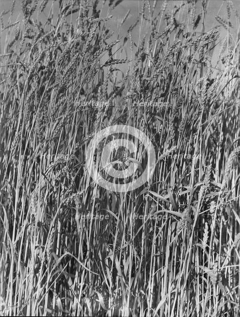 Wheat in Oklahoma, 1938. Creator: Dorothea Lange.
