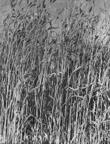 Wheat in Oklahoma, 1938. Creator: Dorothea Lange