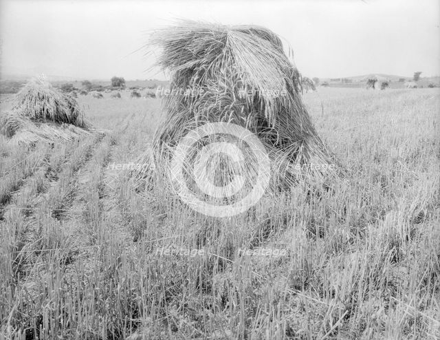 Wheat in Sperryville, Virginia, 1936. Creator: Dorothea Lange.
