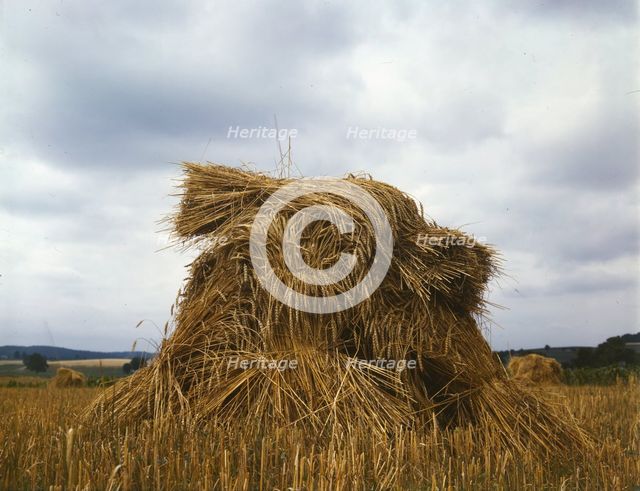 Wheat, Pennsylvania, 1943. Creator: John Collier.