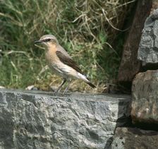 Wheatear