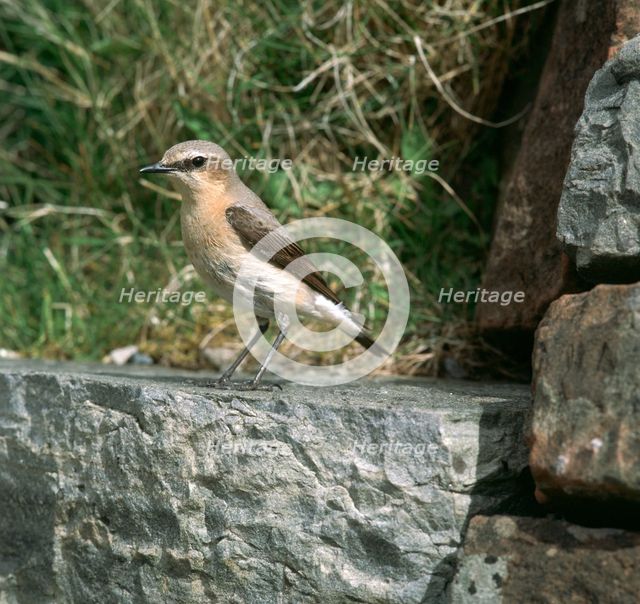 Wheatear.