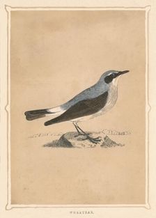 Wheatear (Oenanthe), c1850, (1856)
