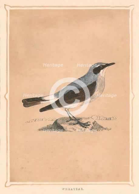 'Wheatear', (Oenanthe), c1850, (1856). Artist: Unknown.