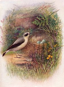 Wheatear - Saxic'ola oenan'the c1910, (1910). Artist: George James Rankin
