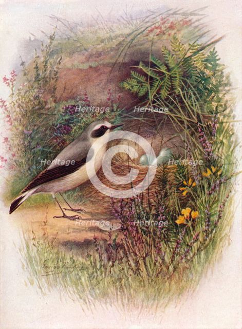 'Wheatear - Saxic'ola oenan'the', c1910, (1910). Artist: George James Rankin.