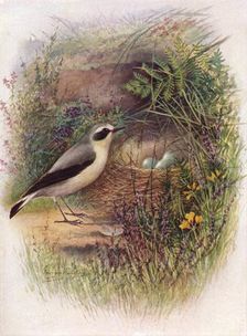 Wheatear - Saxic'ola oenan'the c1910, (1910). Artist: George James Rankin