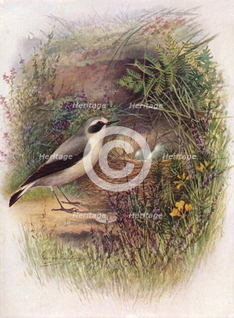 'Wheatear - Saxic'ola oenan'the', c1910, (1910). Artist: George James Rankin.