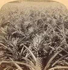 Where the Luscious Pineapple Grows, Florida, U.S.A. 1895. Creator: Strohmeyer & Wyman