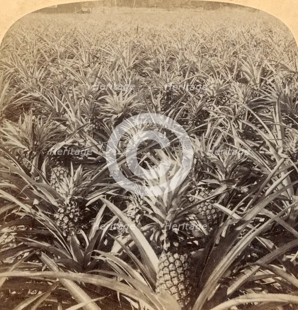 'Where the Luscious Pineapple Grows, Florida, U.S.A.', 1895. Creator: Strohmeyer & Wyman.