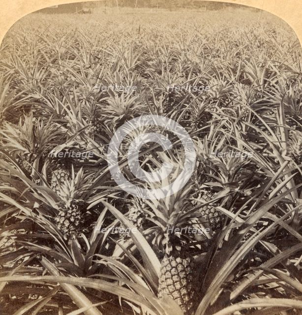'Where the Luscious Pineapple Grows, Florida, U.S.A.', 1895. Creator: Strohmeyer & Wyman.
