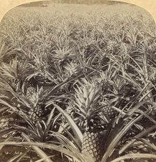Where the Luscious Pineapple Grows, Florida, U.S.A. 1895. Creator: Strohmeyer & Wyman