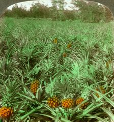 Where the luscious pineapple grows Florida, USA, 1896. Artist: Underwood & Underwood