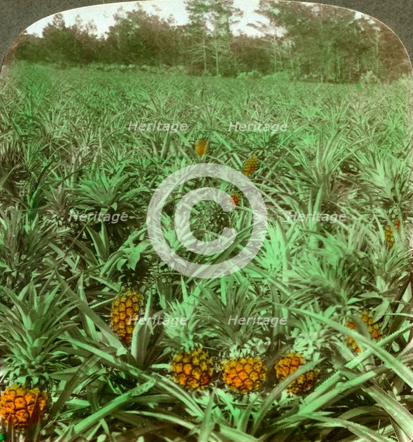 'Where the luscious pineapple grows', Florida, USA, 1896.  Artist: Underwood & Underwood