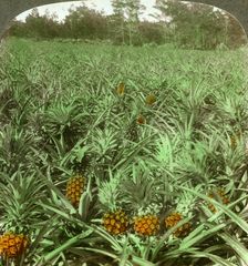 Where the luscious pineapple grows Florida, USA, 1896. Artist: Underwood & Underwood