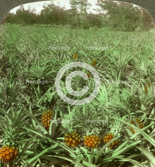 'Where the luscious pineapple grows', Florida, USA, 1896.  Artist: Underwood & Underwood