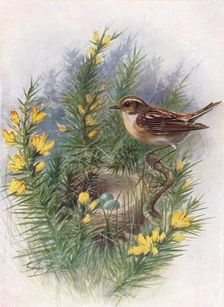 Whinchat - Pratin'cola rubet'ra c1910, (1910). Artist: George James Rankin