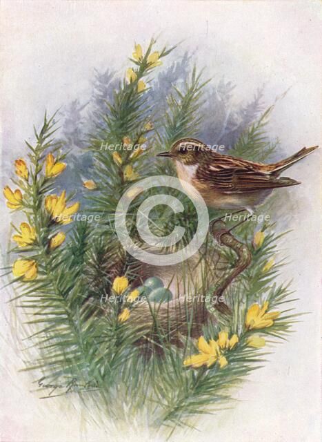 'Whinchat - Pratin'cola rubet'ra', c1910, (1910). Artist: George James Rankin.