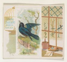 Whistling Thrush, from the Song Birds of the World series (N42) for Allen & Ginter Cigaret..., 1890. Creator: Allen & Ginter