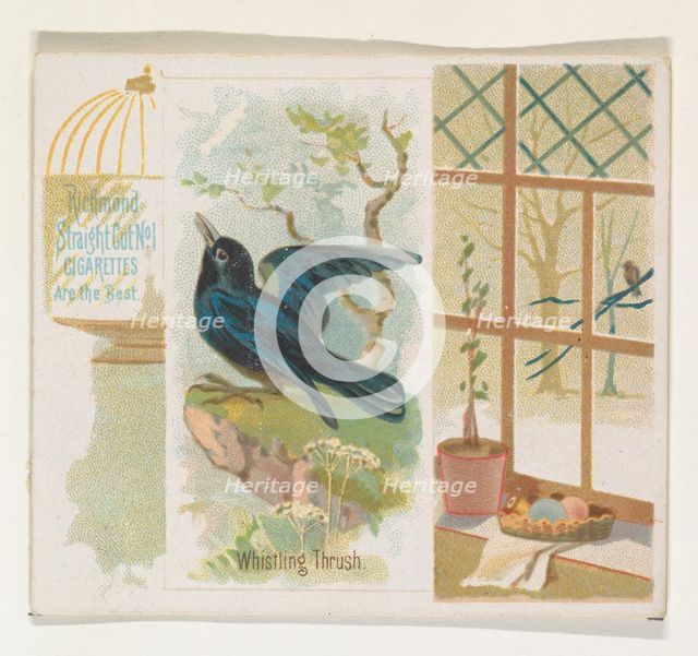 Whistling Thrush, from the Song Birds of the World series (N42) for Allen & Ginter Cigaret..., 1890. Creator: Allen & Ginter.