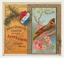 Whip-poor Will, from the Birds of America series (N37) for Allen & Ginter Cigarettes, 1888. Creator: Allen & Ginter