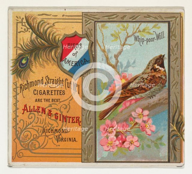 Whip-poor Will, from the Birds of America series (N37) for Allen & Ginter Cigarettes, 1888. Creator: Allen & Ginter.