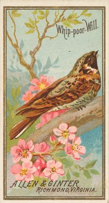 Whip-poor-Will, from the Birds of America series (N4) for Allen & Ginter Cigarettes Brands, 1888. Creator: Allen & Ginter
