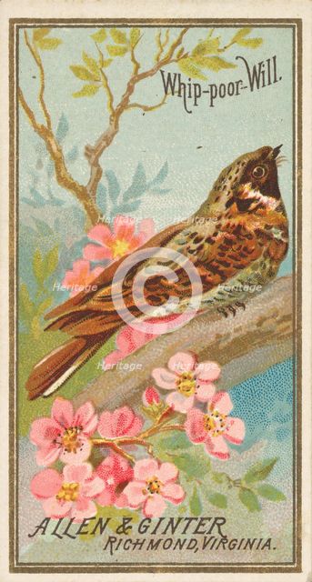 Whip-poor-Will, from the Birds of America series (N4) for Allen & Ginter Cigarettes Brands, 1888. Creator: Allen & Ginter.
