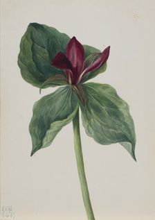 Whippoorwill Flower (Trillium H.), 1937. Creator: Mary Vaux Walcott
