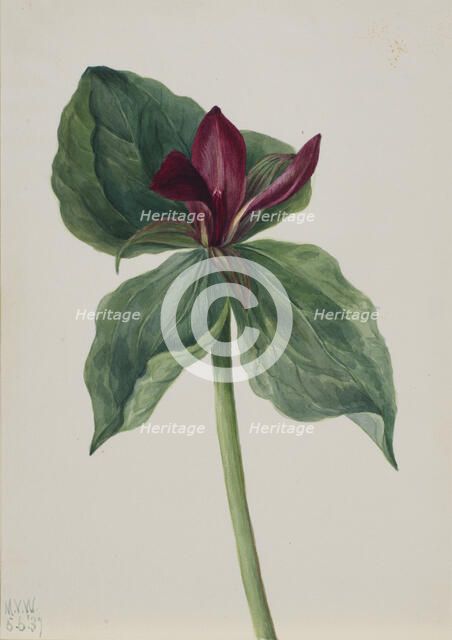 Whippoorwill Flower (Trillium H.), 1937. Creator: Mary Vaux Walcott.