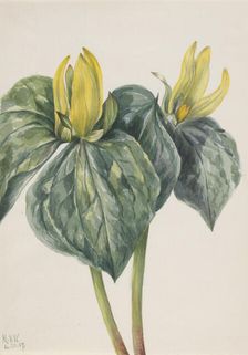 Whippoorwill Flower (Trillium hugeri), 1937. Creator: Mary Vaux Walcott
