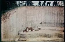 Whipsnade Zoo, Whipsnade, Central Bedfordshire, 1930-1939. Creator: Eric Maybank
