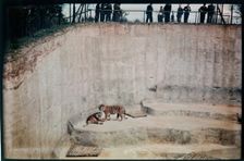 Whipsnade Zoo, Whipsnade, Central Bedfordshire, 1930-1939. Creator: Eric Maybank