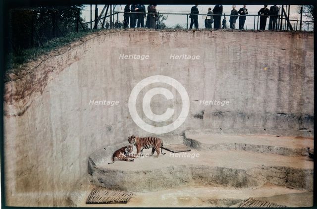 Whipsnade Zoo, Whipsnade, Central Bedfordshire, 1930-1939. Creator: Eric Maybank.
