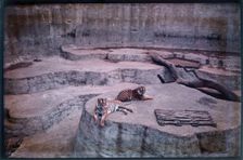 Whipsnade Zoo, Whipsnade, Central Bedfordshire, 1930-1939. Creator: Eric Maybank