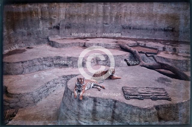 Whipsnade Zoo, Whipsnade, Central Bedfordshire, 1930-1939. Creator: Eric Maybank.