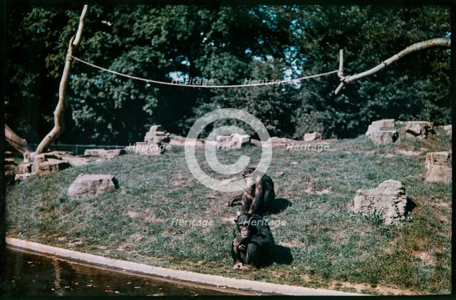 Whipsnade Zoo, Whipsnade, Central Bedfordshire, 1930-1939. Creator: Eric Maybank.