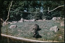 Whipsnade Zoo, Whipsnade, Central Bedfordshire, 1930-1939. Creator: Eric Maybank